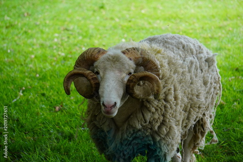 Sheep