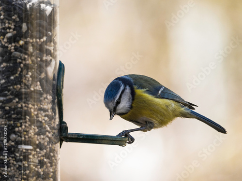 Foto Blue tit, Cyanistes caeruleus on abird feeder with copy space, UK