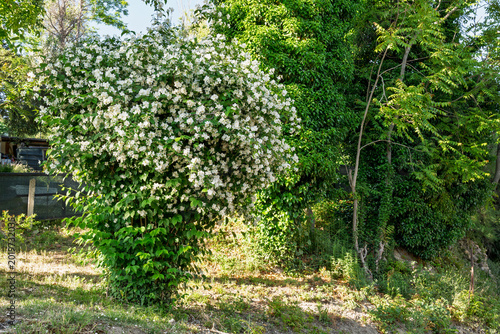 Bild auf Leinwand Mock orange (Philadelphus coronarius) shrub covered with white fragrant flowers