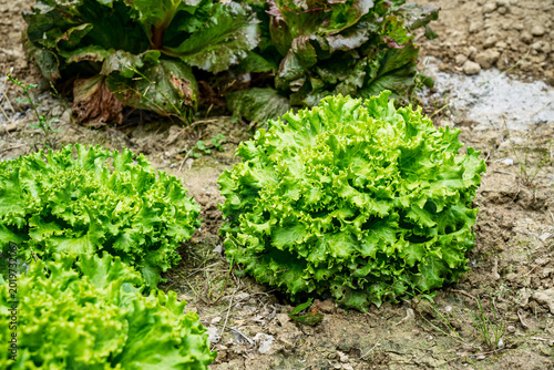 Photos Two green batavia lettuce heads growing in dry garden soil showing curled leaves