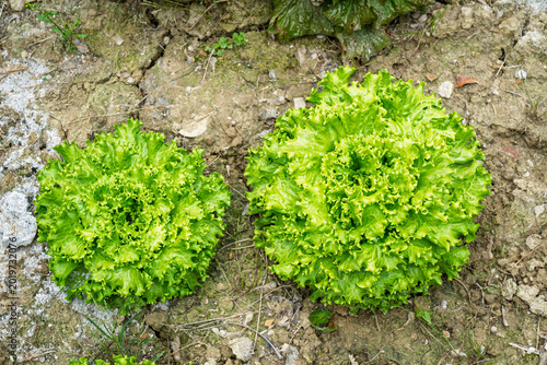 Fotografía Two green batavia lettuce heads growing in dry garden soil showing curled leaves