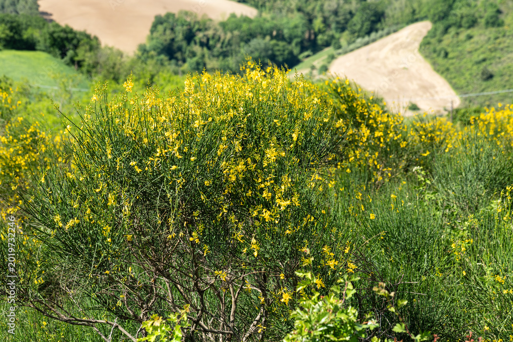 Obraz premium Yellow broom shrubs swaying in the wind on Montefeltro hills, Marche Italy showing summer vegetation, Mediterranean landscape and dynamic movement under bright sunlight