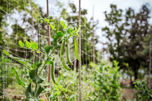 Pea plants with green pods climbing on trellis netting in a garden showing leaves, tendrils and summer growth under natural daylight with trees in the background