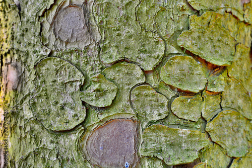 Conifer tree bark texture