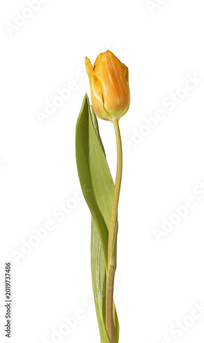 Single yellow tulip flower with green stem isolated white background. Minimal composition highlighting bright color and simple form clearly. Botanical concept for spring freshness and clean