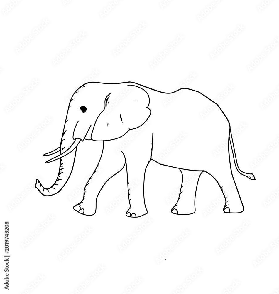 Fototapeta premium elephant vector illustration