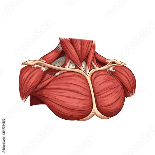 Anatomical Diagram of Human Pectoral and Neck Muscles