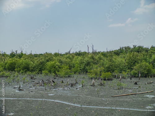 Tableau sur toile Mangroves amid wetlands