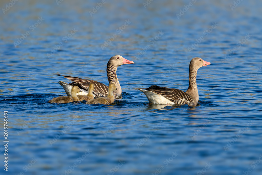 Fototapeta premium Greylag goose family swimming with goslings on lake