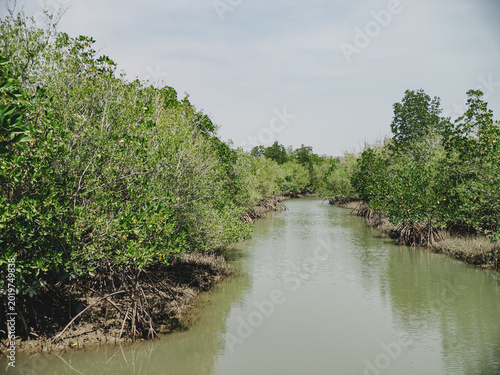 Peaceful coastal inlet surrounded by vibrant mangletrees