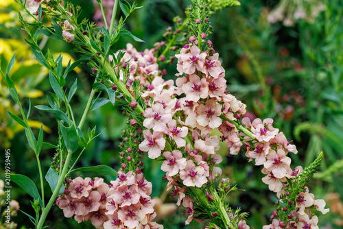 Verbascum Southern Charm flowers blooming beautifully in the early summer garden.