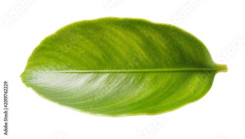Foto Vibrant green leaf with prominent veins, isolated on transparent background