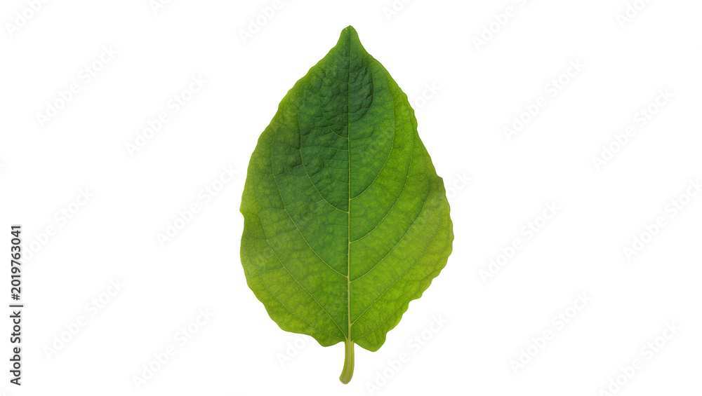 Fototapeta premium Single green leaf with prominent veins, isolated on transparent background