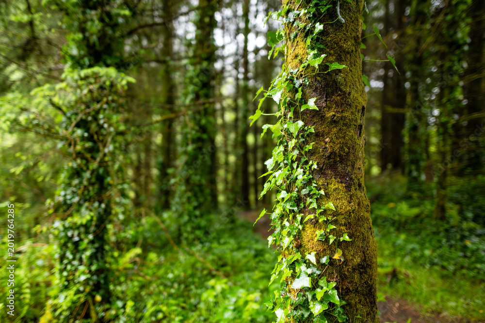Obraz premium Ivy covered woodland in northwest Ireland with lush ferns and green forest floor. Atmospheric Irish nature scene near the wild Atlantic landscape.