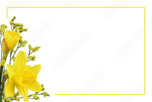 Yellow narcissus flowers an...