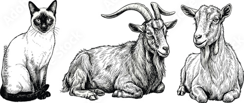 Foto Hand drawn domestic and farm animals collection featuring cat and goats detailed