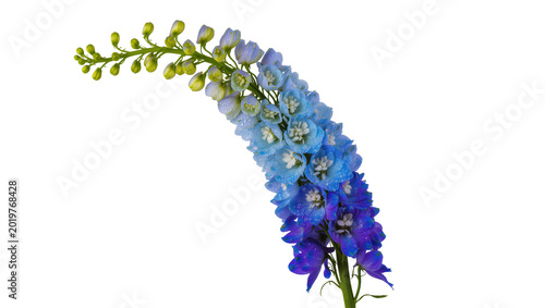 Fotografie Blue and purple delphinium flower stalk with buds, isolated on transparent backg