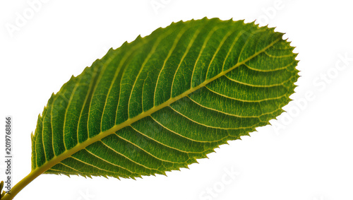 Photos Detailed green leaf with serrated edges and prominent veins, isolated on transpa