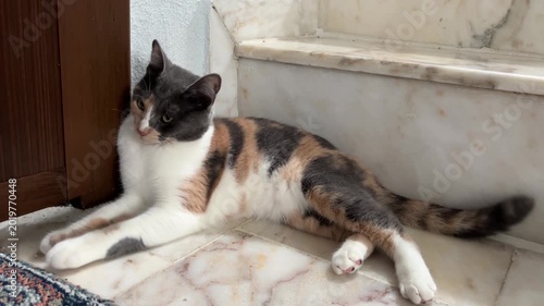 Shot of a beautiful calico cat lounging comfortably on marble steps