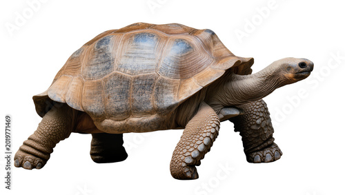 Tableau sur toile Giant tortoise with textured shell and scaly legs, isolated on transparent backg