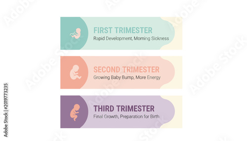 Pregnancy trimester infographic with maternal symptoms and fetal development timeline in pastel colors. Clean healthcare illustration concept for prenatal education and medical awareness.