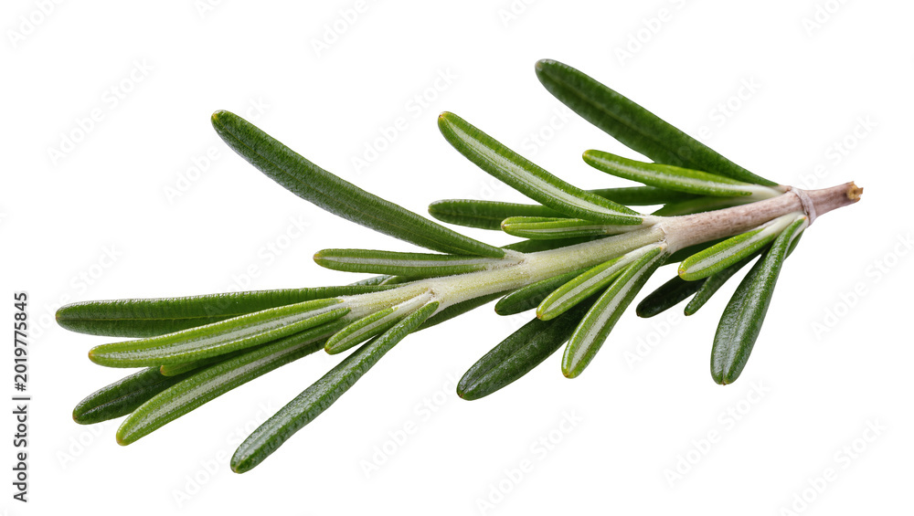 Fototapeta premium Fresh green rosemary herb sprig, isolated on transparent background