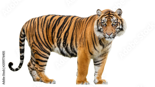 Quadro su tela Majestic Bengal tiger with orange and black stripes, isolated on transparent bac