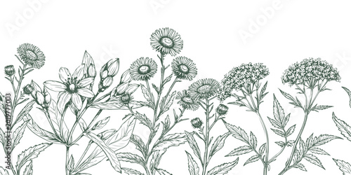 Tableau sur toile Sprigs of oregano, thyme and mother-and-stepmother, black and white sketch