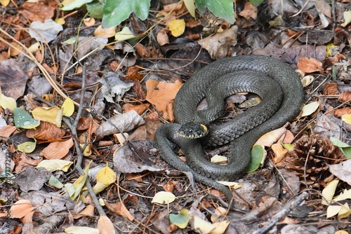 Foto Grass snake on leaves in autumn season in the forest