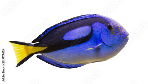 Cuadro en lienzo Vibrant blue tang fish with yellow tail, isolated on transparent background