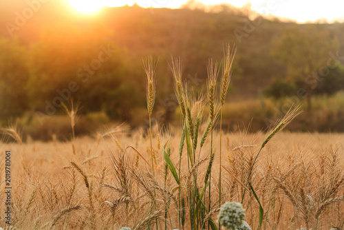 Agricultural Landscape Featuring Mature Wheat Crop. Golden Wheat Field at Sunset with Sunlight Flare. Peaceful Summer Evening over a Golden Prairie. Nature's Bounty Sun Drenched Grains at Dusk.