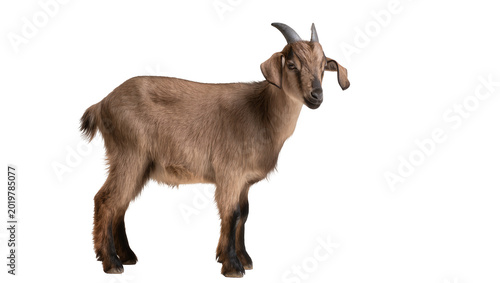 Brown goat with short horns standing, isolated on transparent background