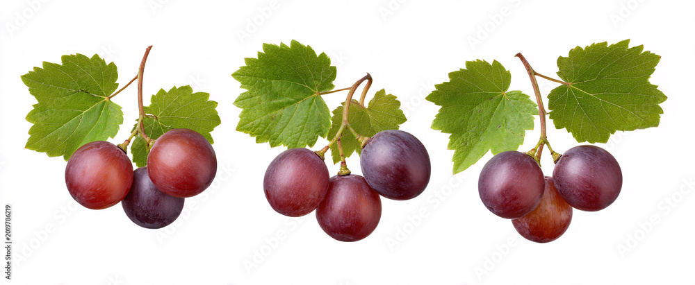 Obraz premium Vibrant set of Vitis labrusca fox grape displayed beautifully on a pristine white background.