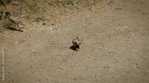This is a Brahminy Starling (Sturnia pagodarum), also known as the Brahmin Myna — a common and beautiful bird found across the Indian subcontinent, including Gujarat.