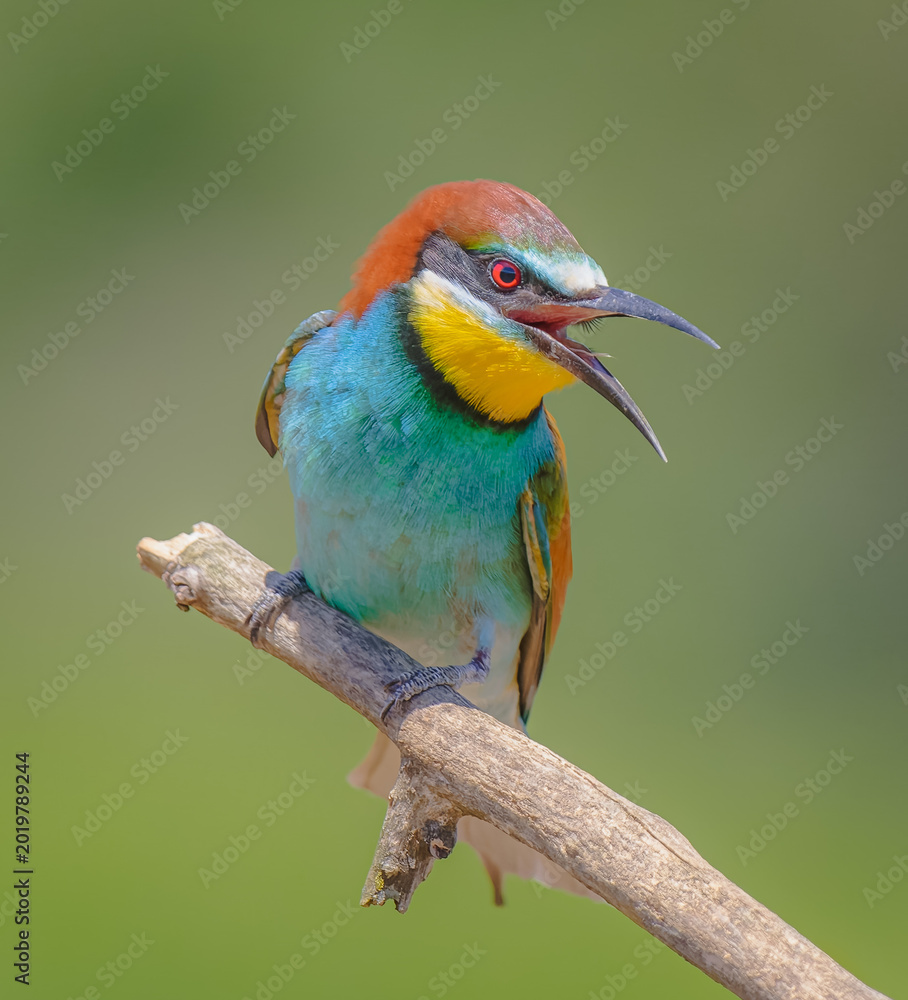 Obraz premium Abejaruco, bee-eater,gruccione