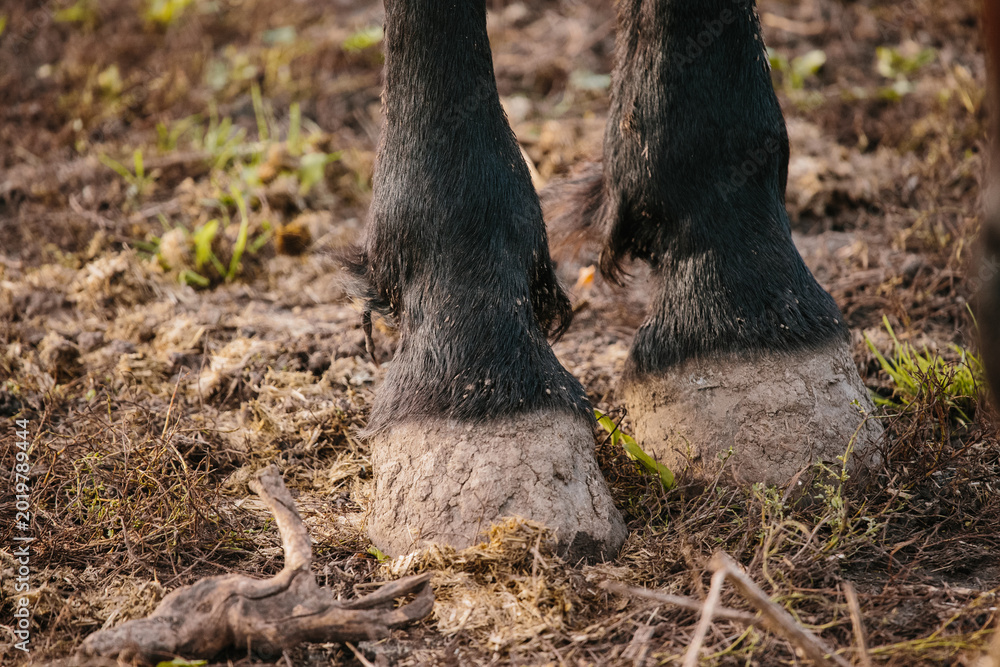 Fototapeta premium Horse hooves standing on muddy ground
