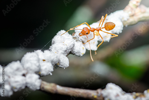 Schilderij op canvas Red ant tending cottony scale insects on branch