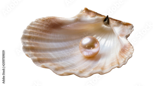 Schilderij op canvas Single lustrous pink pearl resting inside a textured seashell, isolated on trans