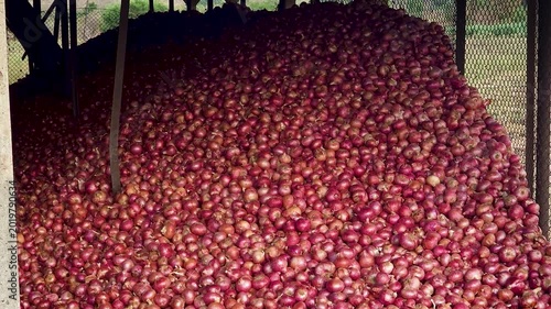 A rural onion storage shed in the Indian countryside, likely in Maharashtra or Gujarat. A large pile of freshly harvested red onions is stored under an open-sided metal roofed structure supported by c