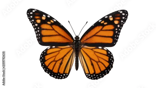 Obraz Orange monarch butterfly with black veins and white spots, isolated on transparent background