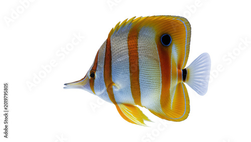 Obraz na płótnie Striped copperband butterflyfish with orange and white stripes, isolated on tran