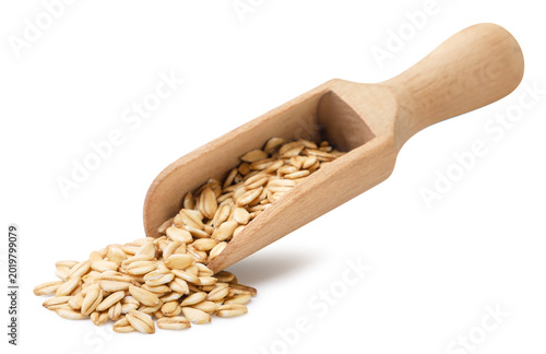Oat grains pouring out of a wooden spatula on a white background. Isolated