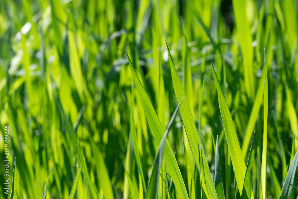 Obraz premium Backlit green grass blades on a sunny day in a field
