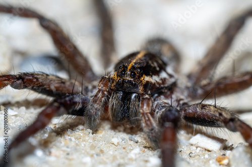 Φωτογραφία Wolf spider with orange striped carapace frontal macro portrait on white sand, F
