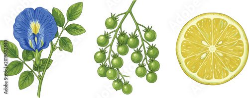 Photos Butterfly Pea Flower Green Peppercorn and Lemon Slice Illustration Collection fo