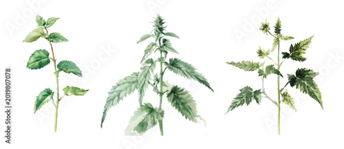 Photos Design of nettle plant painting design set, Hand-painted style, vectorized, vect