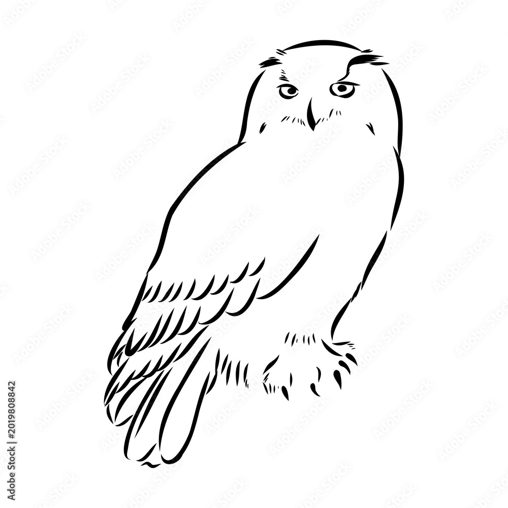 Fototapeta premium snowy owl, vector sketch