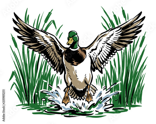 Foto Mallard duck flying vector artwork