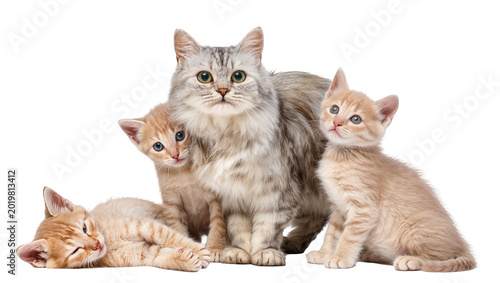 Canvas Print Fluffy grey cat with three ginger kittens, isolated on transparent background
