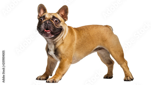 Canvas-taulu French bulldog with surprised expression, isolated on transparent background